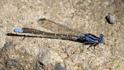 Argia pulla (Purple Dancer)-2.jpg